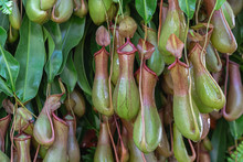 Nepenthes, Tropical Pitcher Plants And Monkey Cups (nepenthaceae) In Garden.