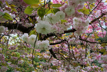 Wall Mural - Cherry Blossom in Roath Park Cardiff