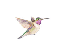 Watercolor Hummingbird 