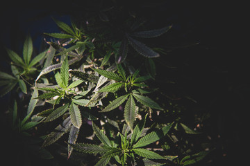 Wall Mural - cannabis bush in the dark lit by the rays of the sun, tinted