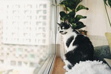 Funny Cat Sitting At Window And Looking In Street During Coronavirus Quarantine. Cute Kitty With Green Eyes Sitting At Cozy Pillows And Plants In Modern Room. Stay Home Stay Safe