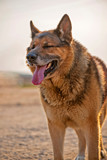 Fototapeta Psy - Portrait of a huge red dog. Photographed close-up.