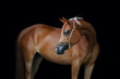 Beautiful chestnut arabian horse looks back on black background, body portrait