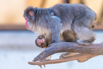 Poster - hanging on  Baby Monkey carried by Mother Wildlife