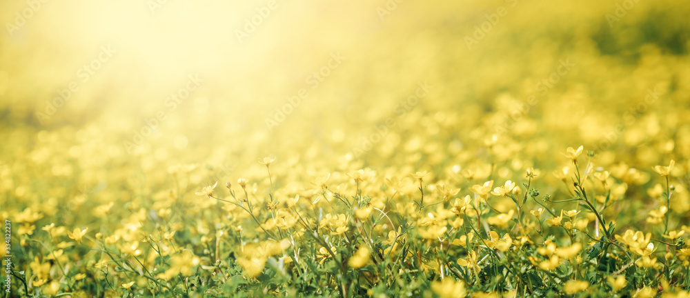Closeup flower of daisy blossom in spring. Banner and background of spring flowers and pollination concept. - obrazy, fototapety, plakaty 