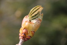 Horse Chestnut Spring Leaves Bud Blooming
