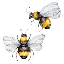 Two Bees; Watercolor Hand Draw Illustration; With White Isolated Background