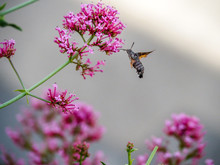 Close Up Of Hummingbird Moth Drinking Nectar From Pink Flowers.