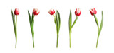 Fototapeta Tulipany - Set of beautiful spring tulips on white background. Banner design