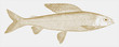 Michigan grayling, thymallus tricolor, an extinct freshwater fish from North America in side view