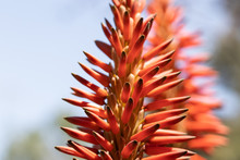 Close-up Of A Red Flower Of The Aloe Vera Plant, Blurred Background