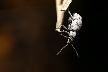 photo of the sri lanka weevil (myllocerus undecimpustulatus).