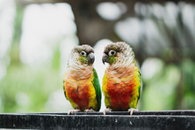 Two Little Parrots Perched On A Fence