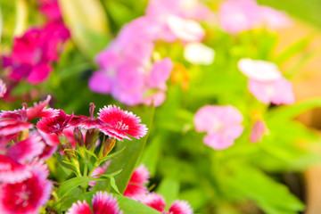 Wall Mural - Sweet William flower in garden.