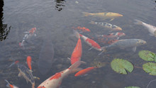 Koi Fish In The Pond