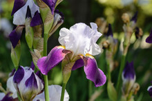 Closeup Of White And Purple Bearded Iris Flower In A Field Of Flowers