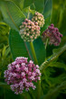 Close up image of common milkweed in bloom on the summer prairie.