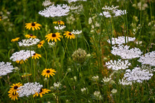 A Mix Of Queen Anne's Lace And Black-eye Susan Native Wildflowers Blooming In The Summer Prairie.
