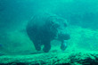hippopotamus / hippo in the water