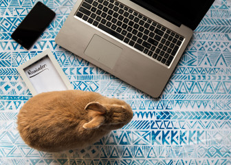 Work from home concept with laptop and Rufus Rabbit and Reminder framed text on blue printed cloth flat lay