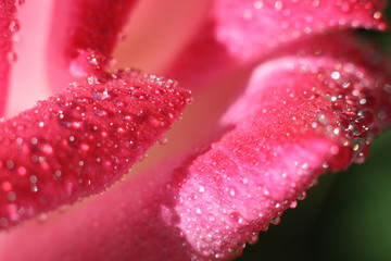 Wall Mural - pink rose petals close up shot with rain drops on black background