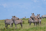 Fototapeta Konie - Zebras on the savannah during the great migration, Serengeti National Park, Tanzania
