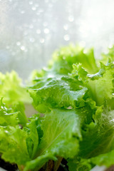 Fresh green leaves of salad at home garden at  window at sunny day