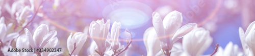 Panorama white magnolia flowers