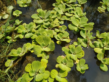 Close Up To Green Duckweeds Water Plant In Pond Of Nepal