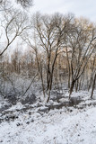 Fototapeta Natura - Snow covered marshland. Remains of pure white snow on the river flood near Bush in early spring.