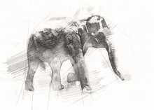 Elephant Drawing From Pencil Art Illustration