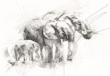 Elephant Drawing From Pencil Art Illustration
