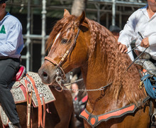 Close Shot Of Horse With Saddle And Reins Walking In Public In Parade