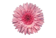 Pink Gerbera Daisy Flowers Blooming Isolated On White Background With Clipping Path
