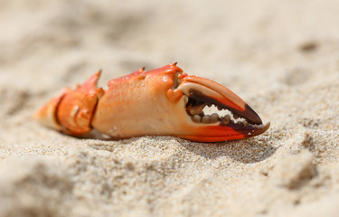 Crab claw lies on the sand