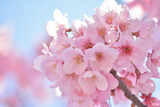 Fototapeta Kwiaty - 桜の花　青空
