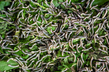 Wall Mural - Silkworm eating mulberry in farm.