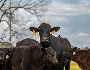 Wall Mural - Angus brood cow with calves