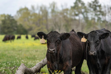 Two Angus Calves In Springtime