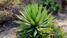 Agave Plant On A Bright Sunny Day