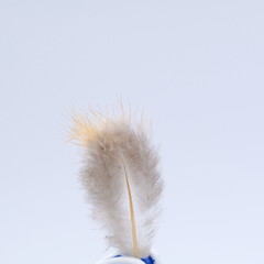  single white feather with background