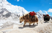 Group Of Yaks Carrying Goods Along The Route To Everest Base Camp In The Himalayan Mountains Of Nepal. Sagarmatha National Park, Trek To Everest Base Camp - Nepal Himalayas