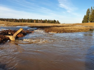 Wall Mural - melt water rivers in spring