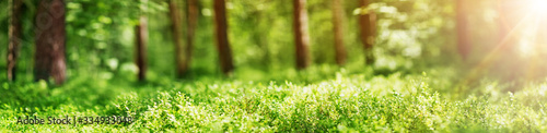 pine and fir forest panorama in spring