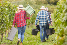 Harvest Helpers As Seasonal Workers During The Wine Harvest