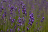 Fototapeta Lawenda - Lavender in a Park in Copenhagen