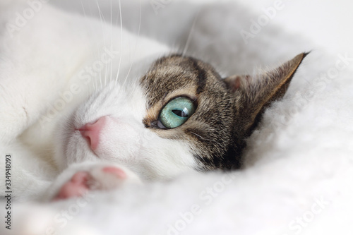 Fotografía Close up of tabby cat sleeping in his bed
