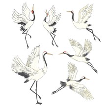 Set Of Birds. Crane, Stork, Heron. Vector.