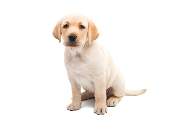 Canvas Print - Labrador puppy isolated