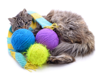 Poster - Kitten in a scarf with multicolored tangles.